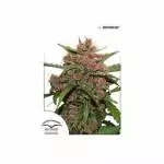 frisian dew outdoor