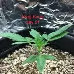 Gg4 am not sure if they photos or autos 