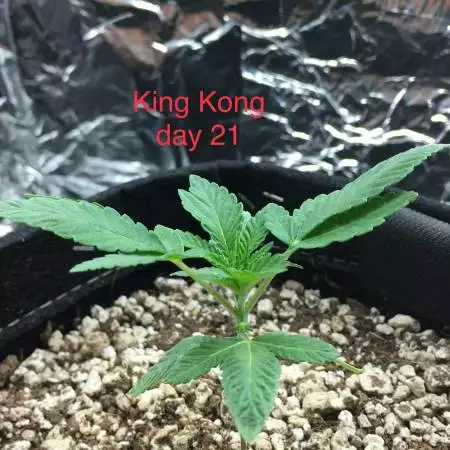 Gg4 am not sure if they photos or autos 
