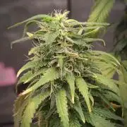 14/14 Kritical GB FEM "GB STRAINS"
