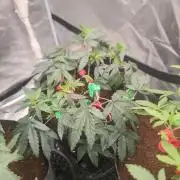 CRITICAL FEM "GB STRAINS