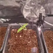 Oreoz FEM "GB SEEDS"