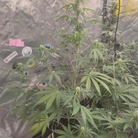Auto Purple Sunset XXL "GB strain" again