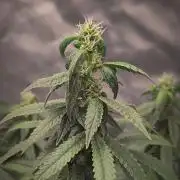 14/14 CRITICAL FEM "GB STRAINS"