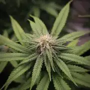 14/14 Oreoz FEM "GB SEEDS"