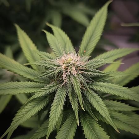 14/14 Oreoz FEM "GB SEEDS"
