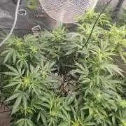 14-14 Blue Zushi L.E. "Grower Choice"