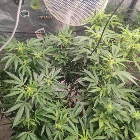 14-14 Blue Zushi L.E. "Grower Choice"