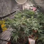 (Clon) Kritical GB FEM "GB SEEDS"