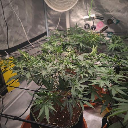 (Clon) Kritical GB FEM "GB SEEDS"