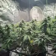 14/14 Oreoz FEM "GB SEEDS"