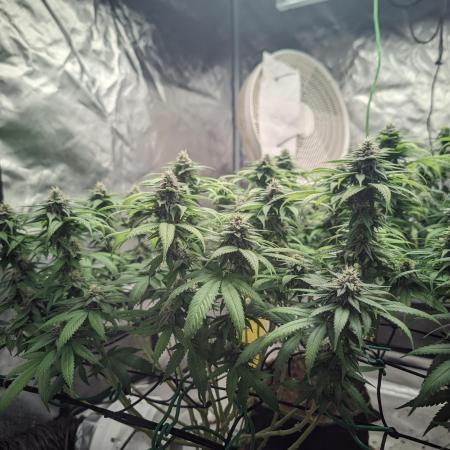 14/14 Oreoz FEM "GB SEEDS"