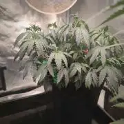 CRITICAL FEM "GB STRAINS