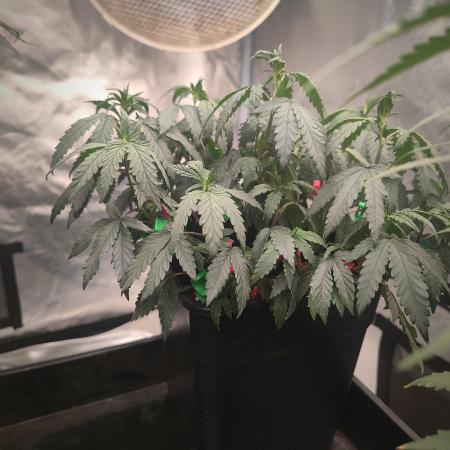 CRITICAL FEM "GB STRAINS