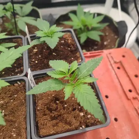 Platinum OG "GB Strains" FEM