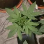Blue Zushi L.E. "Grower Choice" FEM