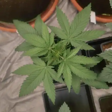 Blue Zushi L.E. "Grower Choice" FEM