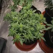 (Clon) Kritical GB FEM "GB SEEDS"