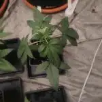 Platinum OG "GB Strains" FEM