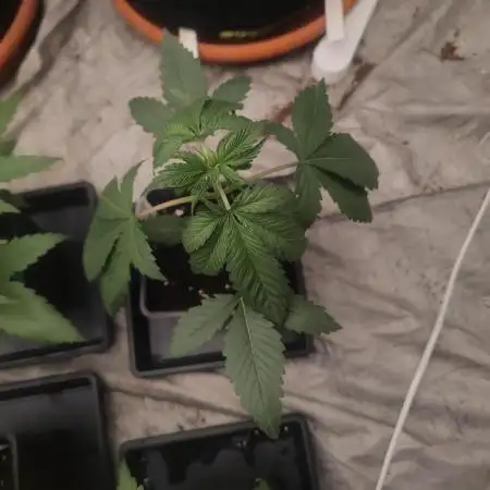 Platinum OG "GB Strains" FEM
