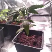 Oreoz FEM "GB SEEDS"