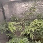 14-14 Platinum OG "GB Strains" FEM
