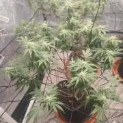 14-14 Blue Zushi L.E. "Grower Choice"