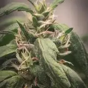 14/14 CRITICAL FEM "GB STRAINS"