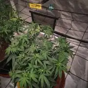 CRITICAL FEM "GB STRAINS