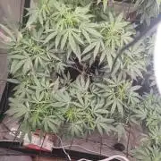 14-14 Blue Zushi L.E. "Grower Choice"