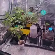 💚Carpa de esquejes y sus cuidados 💚