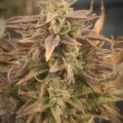 14-14 Amnesia Fast CBD "GB Strains" FEM
