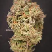 14-14 Blue Zushi L.E. "Grower Choice"