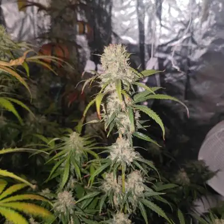 Auto Mimosa Cocktail XXL "GB Strains"