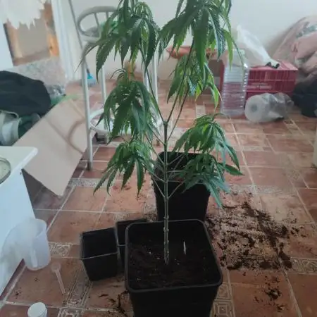 Amnesia Fast CBD "GB Strains" FEM