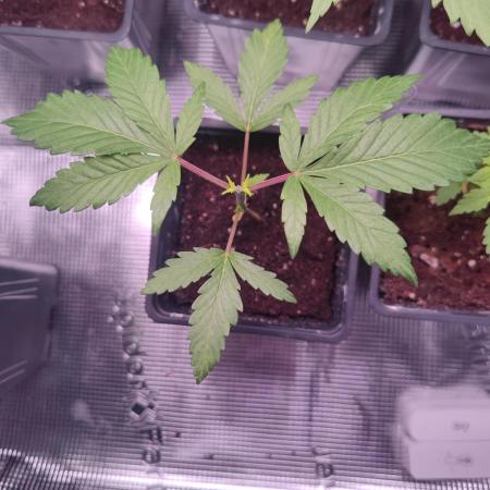 Hash Plant REG Sensi Seeds