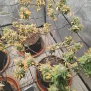 14-14 Tropimango "Philosopher Seeds" FEM