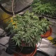 (Clon) Kritical GB FEM "GB SEEDS"