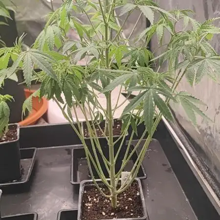 Blue Zushi L.E. "Grower Choice" FEM
