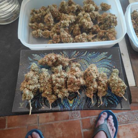 14/14 Kritical GB FEM "GB STRAINS"
