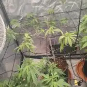 14-14 Platinum OG "GB Strains" FEM