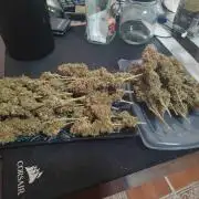 14/14 Oreoz FEM "GB SEEDS"