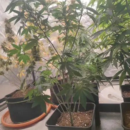 Tropimango "Philosopher Seeds" FEM