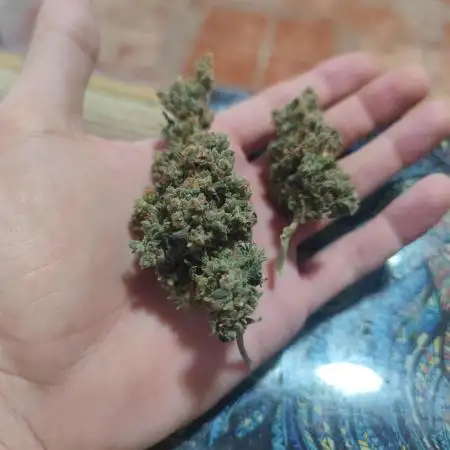 Purple Sunset XXL Auto "GB" Ciclo 13/11 Prueba
