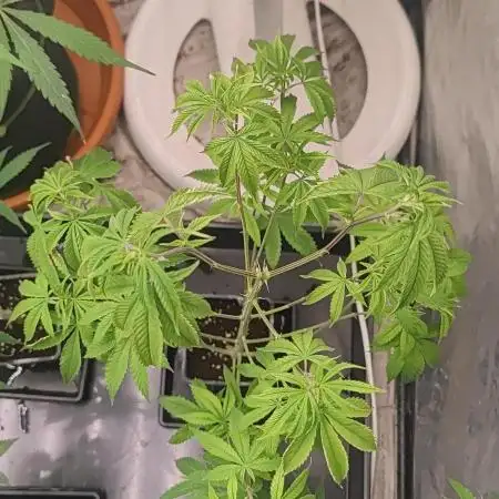 Platinum OG "GB Strains" FEM