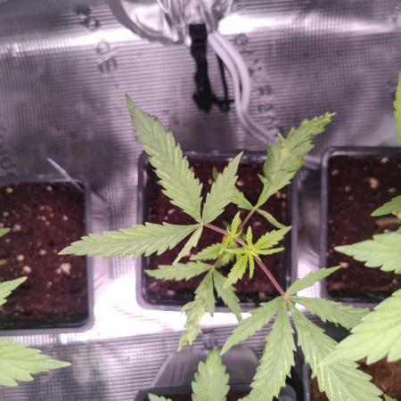 Kritical GB FEM "GB SEEDS"