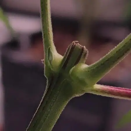♂️ Hash Plant REG Sensi Seeds Macho