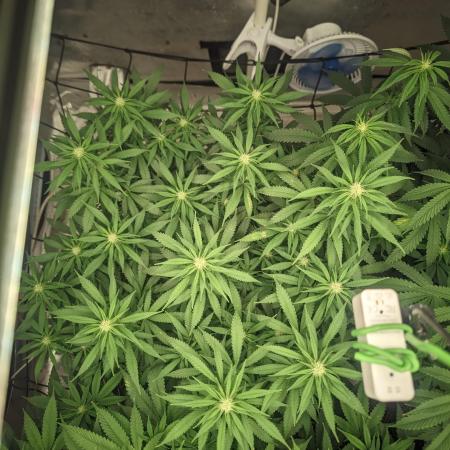 14/14 Kritical GB FEM "GB STRAINS"