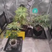 💚Carpa de esquejes y sus cuidados 💚