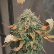 14-14 Tropimango "Philosopher Seeds" FEM